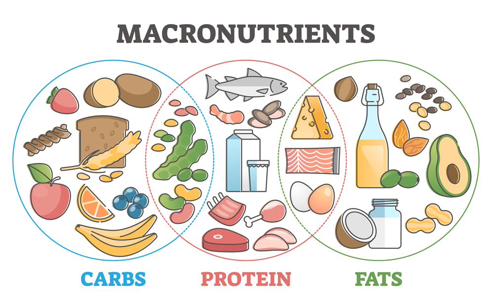 Venn diagram graphic with three circles - one for carbs, one for protein, and one for fats - with colorful drawings of foods in each category