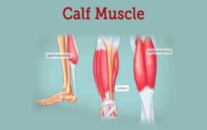 Graphic showing three views of calf muscles
