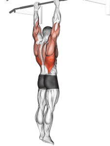 Black and white drawing of man doing a dead hang exercise at the gym. Upper body muscles are colored in red.