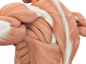 Graphic of upper back muscles